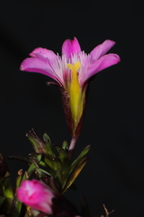 Gentianella nitida