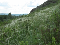 Stipa pennata