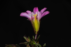 Gentianella nitida