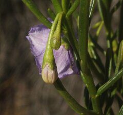 Solanum capsiciforme