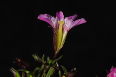 Gentianella nitida