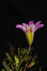Gentianella nitida