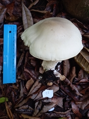 Macrocybe