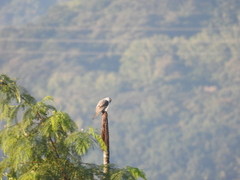 Elanus caeruleus vociferus