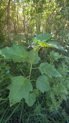 Solanum palinacanthum