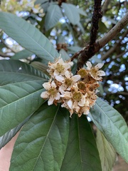 Eriobotrya japonica