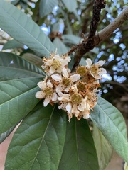 Eriobotrya japonica
