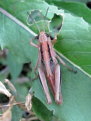 Melanoplus differentialis