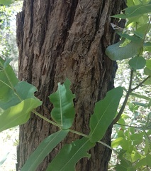 Angophora subvelutina