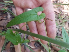 Aristolochia meridionalis