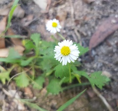 Brachyscome microcarpa