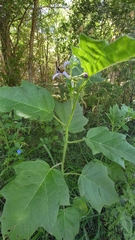 Solanum palinacanthum