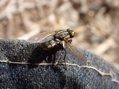 Oxysarcodexia varia