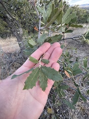 Quercus × undulata