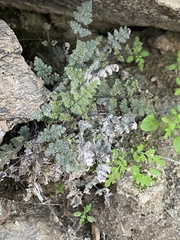 Myriopteris parryi