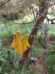 Sophora tetraptera