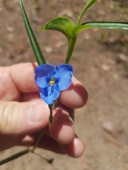 Commelina lanceolata