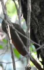 Xiphorhynchus flavigaster