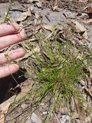 Cyperus gracilis