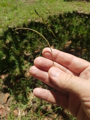 Eremochloa bimaculata