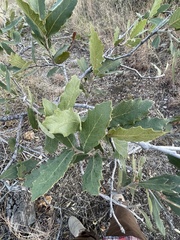 Quercus × undulata