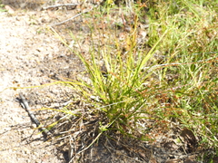 Juncus prismatocarpus