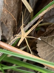 Pisaurina dubia