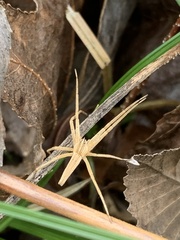 Pisaurina dubia