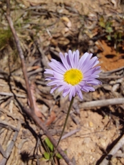Brachyscome spathulata