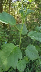 Solanum palinacanthum