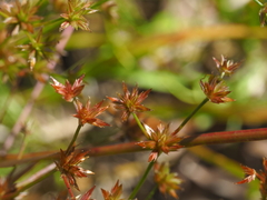 Juncus prismatocarpus