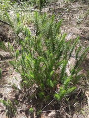 Melichrus adpressus