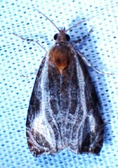 Olethreutes quadrifidum