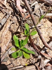 Brachyscome spathulata