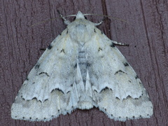 Acronicta innotata