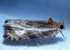 Olethreutes quadrifidum