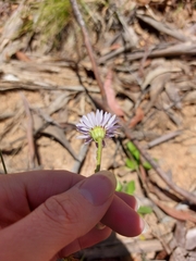 Brachyscome spathulata