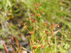 Juncus prismatocarpus