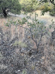 Quercus × undulata