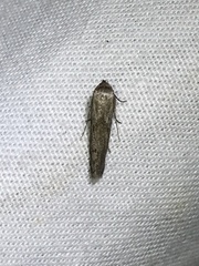 Blastobasis glandulella