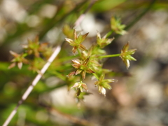 Juncus prismatocarpus