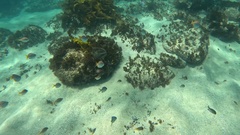 Atypichthys strigatus