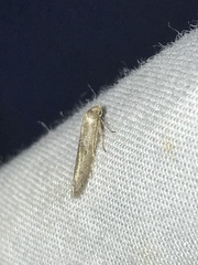 Blastobasis glandulella