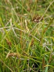 Carex raleighii