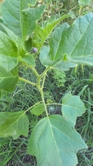 Solanum palinacanthum