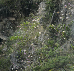 Epidendrum secundum