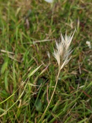 Rytidosperma