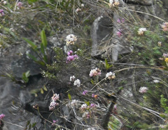 Epidendrum secundum