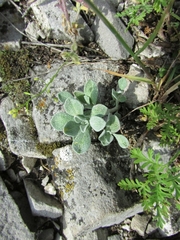 Odontarrhena obovata