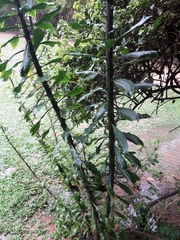 Pereskia
